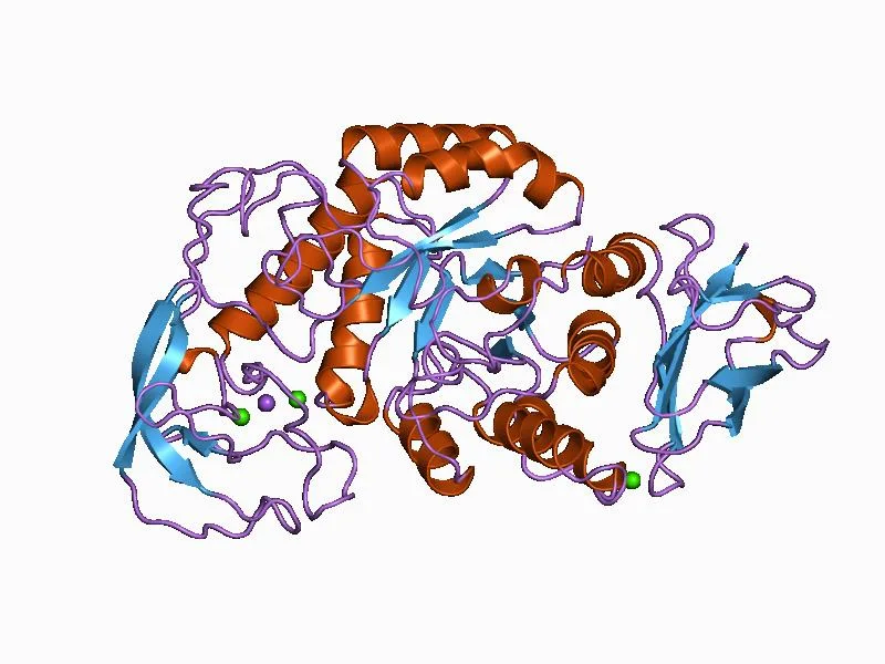 ألفا أميليز Bacillus licheniformis — تمثيل شريطي (PDB 1BLI)