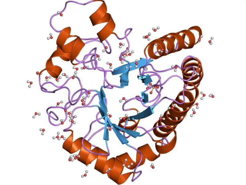 النطاق التحفيزي لإندوسيلولاز محب للحرارة — تمثيل شريطي (PDB 1TML)