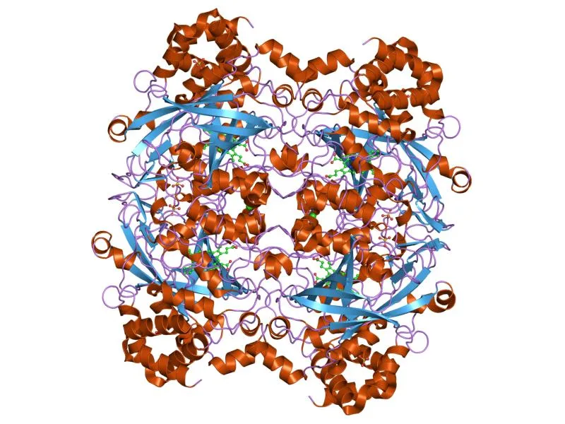 كاتاليز Enterococcus faecalis — تمثيل شريطي (PDB 1SI8)