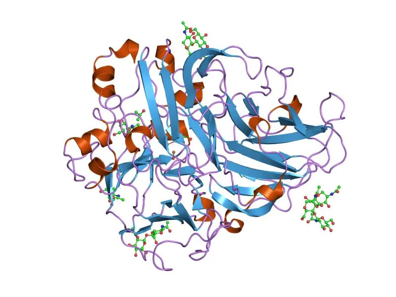 لاكيز Trametes versicolor — تمثيل شريطي (PDB 1GYC)